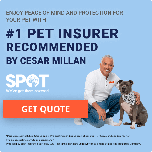 Pawp Pet Insurance Review Top Pet Insurance